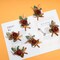 6 PCS Burnt Orange Boutonniere Set for Men – Terracotta Artificial Groomsmen Wedding Flowers with Pins for Groom, Best Man, Fall Rustic Weddings, Prom, Ceremony & Formal Events